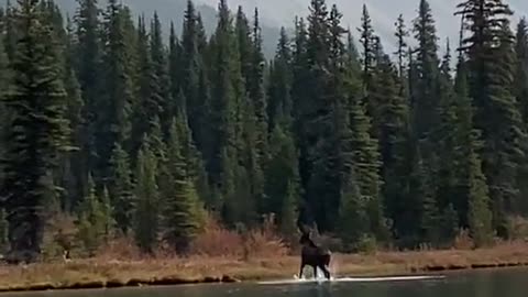 Young moose taking a sip from the Bow River in Banff National Park