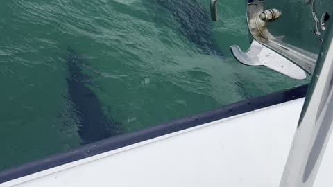 Dolphins following our boat in Cornwall UK