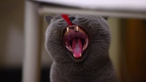 A gray cat has sharp teeth