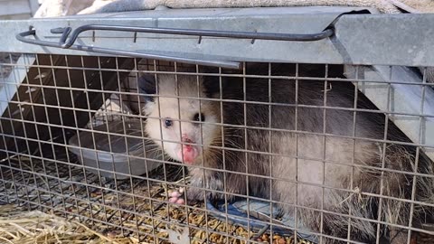 Comb-Over the oPOSsum