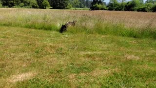 German Shepherd and Pitbull running in the yard