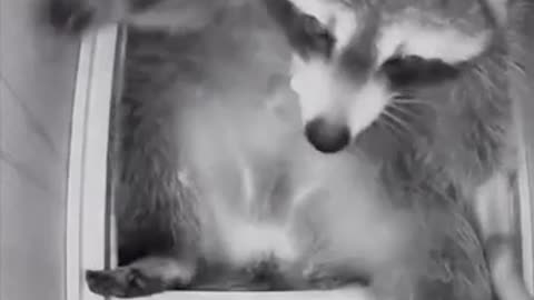 Raccoons love sleeping in tight spaces