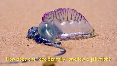 HOW DO YOU 'ACCIDENTALLY' SWALLOW A JELLYFISH?