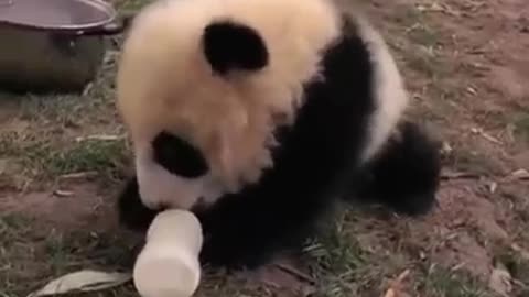 Panda Attacks Zoo Keeper #shorts #cute #funny #animals