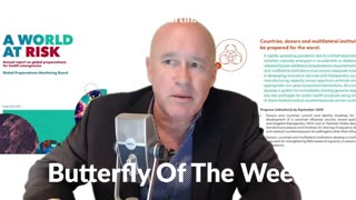 David Martin - Butterfly of the week