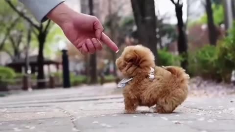 Cute puppies part 2