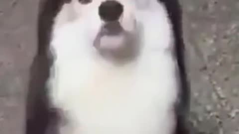 Silly Husky