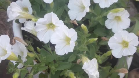 Micro petunias