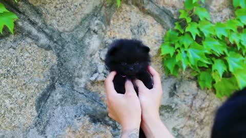 Cute puppy black Pomeranian