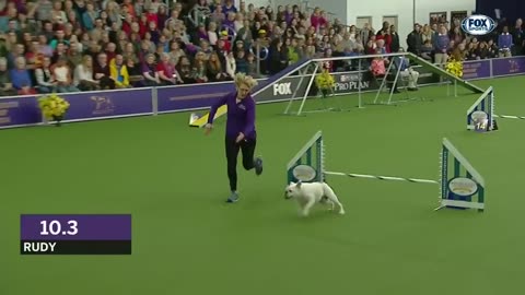 Watch Rudy the Bulldog crush the 2019 WKC Masters Agility course | FOX SPORTS