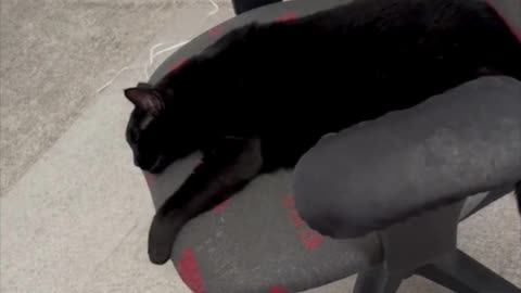 Adopting a Cat from a Shelter Vlog - Cute Precious Piper Collapses from Work Exhaustion #shorts