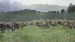 Bison Power: One of the most beautiful animals on earth.