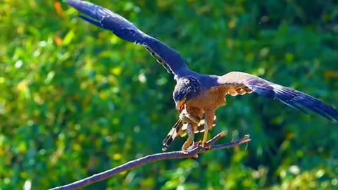 eagle eat snack amazing video