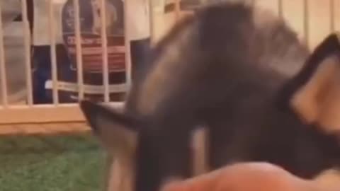 Funny Dog Video... Click link in description for best dog training