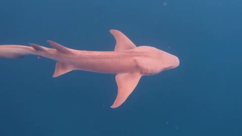 Pink Shark Deep in the Ocean