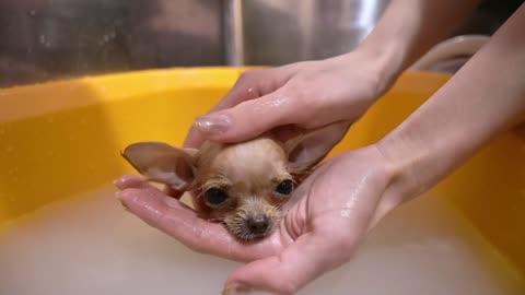 A dog that takes a bath