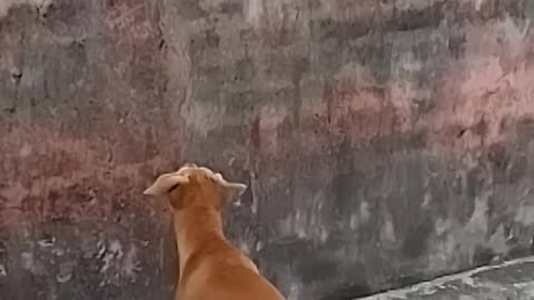 Dog vs monkey fight funny 🤣🤣