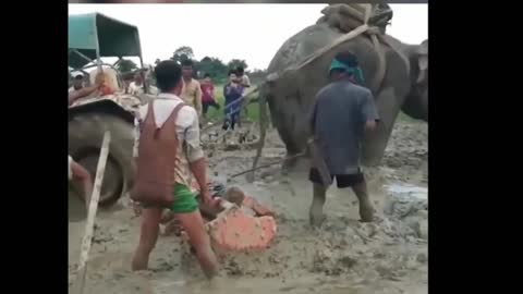 Elephant pulled tractor out of mud! elephant helped in people !