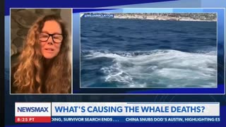 Bonnie Brady Talking Whale Deaths with Rob Schmitt 6.2.23