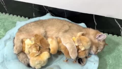 Kitty is a very qualified chick mother, a flock of chicks and cute kittens live happily