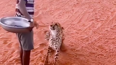 Watch out How cheetah comes to man for feeding 🐆