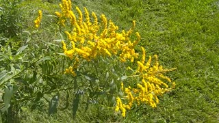 Goldenrod