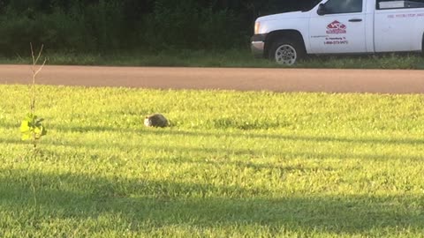 Possum on the front lawn.