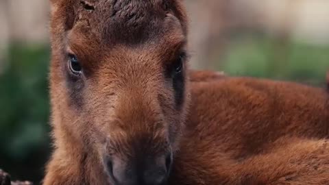 THE MOOSE CALF