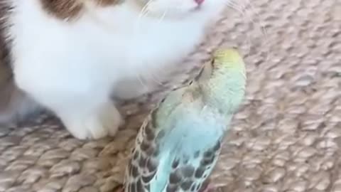 A cat's love for a parrot