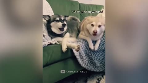 Funniest Cats And Dogs Video 118
