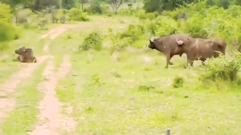 wild animals buffalo vs lion attack