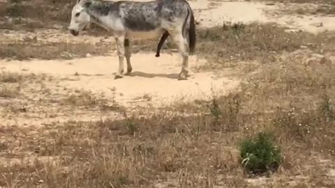 Donkey has a fifth leg