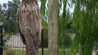 Bird Camouflages on Branch