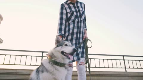 Young female walking with siberian husky dog on sea front at sunrise, slowmo