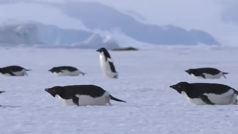 Adélie penguins tobogganing on the sea ice