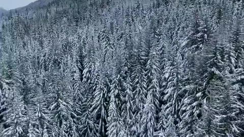 ONE OF THE LONGEST ZIP-LINES IN NORTH AMERICA IN THE MOUNTAIN TOWN OF WHISTLER