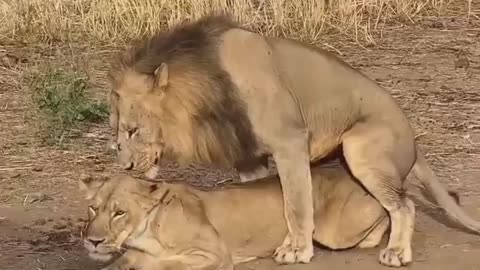 lion love