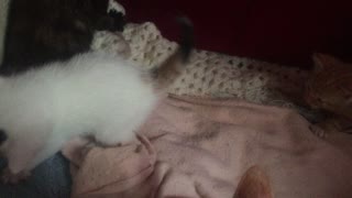 Four Tiny Kittens Playing, One Month Old Mewsers