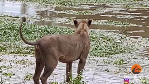 Dead Hippo Farts In Lion's Face!