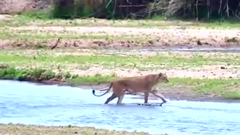 Big Battle Leopard Vs Crocodile