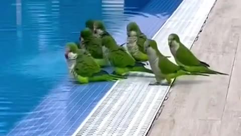 The whole family is at the swimming pool