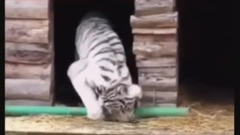 cat or baby tiger ?