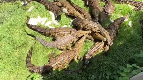 Croc feeding frenzy at @primitivepredator 🐊