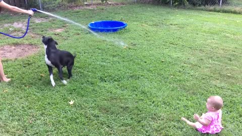 Baby can't stop laughing at dog chasing water hose