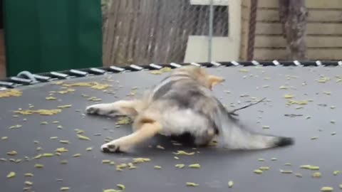 Wolf pup jumping on the trampoline