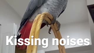 Patti the parrot shows her mimicking skills!