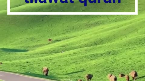 quran sharif ki tilawat❤🔥 | kuran ki tilawat | quran rectation really beautiful
