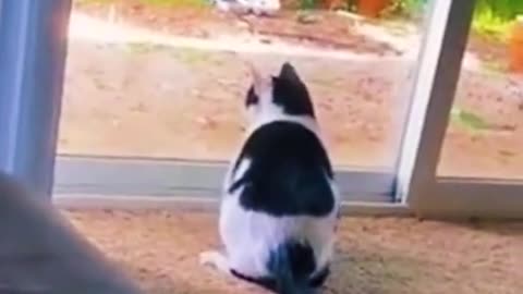 Cats funny video