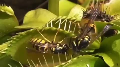Venus Flytrap Catches A Wasp