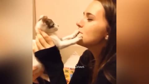 love with cat gone wrong / cute cat / funny cat video